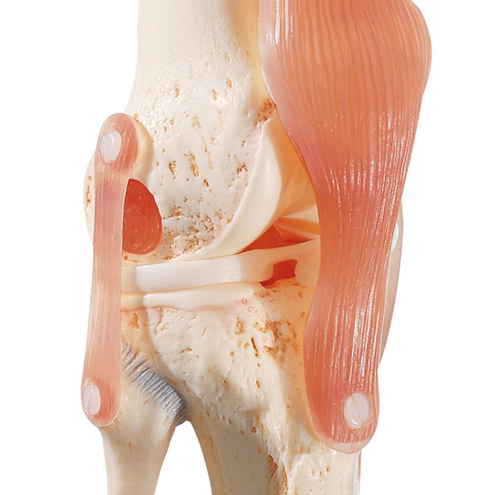 Particularly flexible knee model with ligaments and extremely realistic menisci and bone tissue