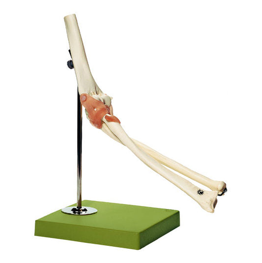 Flexibel armbågsmodell med ligament och extremt realistiska ben