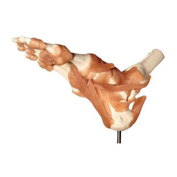 Flexible model of the skeleton of the foot with ligaments and the Achilles tendon as well as a bit of the shin and calf
