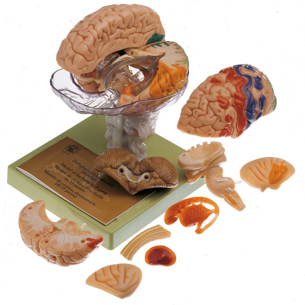 Hjärnmodell i högsta kvalitet och många områden i pedagogiska färger. Kan delas upp i 15 delar