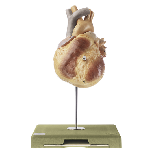 Heart model in life size of the highest quality