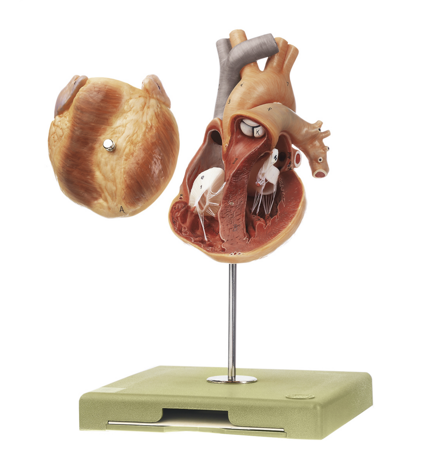 Heart model in life size of the highest quality