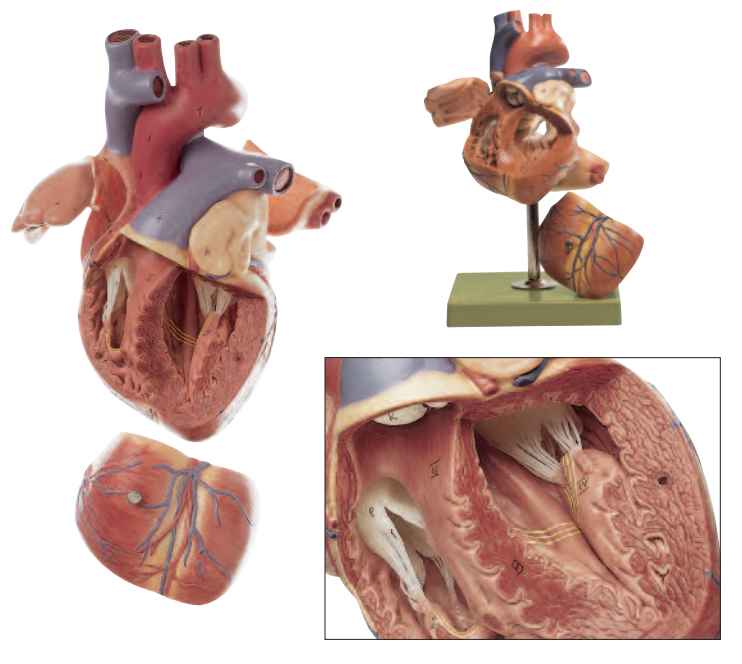 ENLARGED and highly detailed heart model with the impulse conduction system