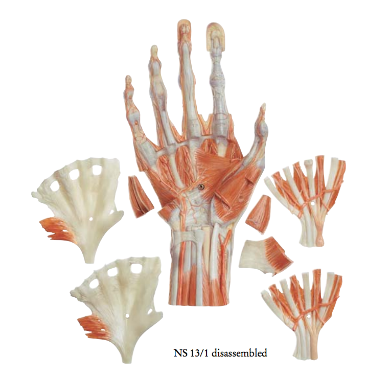 Advanced and highly detailed hand model - can be separated into 6 parts