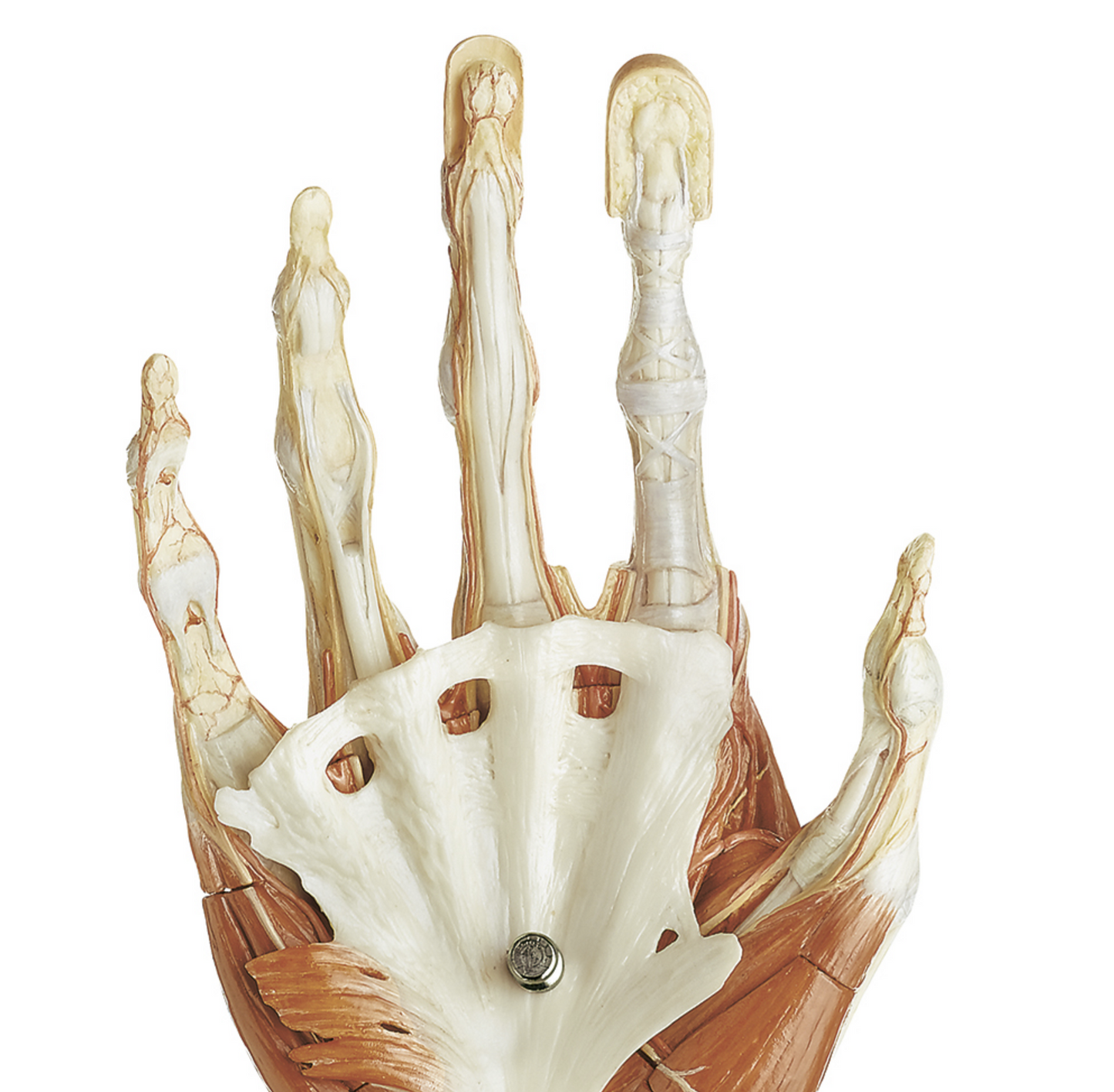 Advanced and highly detailed hand model - can be separated into 6 parts