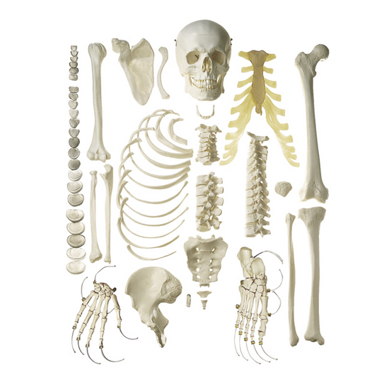 The bone set with the most lifelike bones and highest material quality. Supplied in a cardboard box