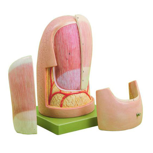 Anatomical model of the fingernail greatly enlarged