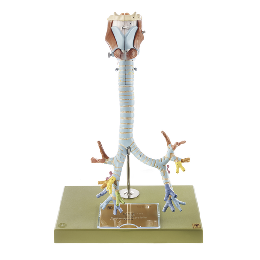 Anatomical model of the larynx with trachea and main bronchi