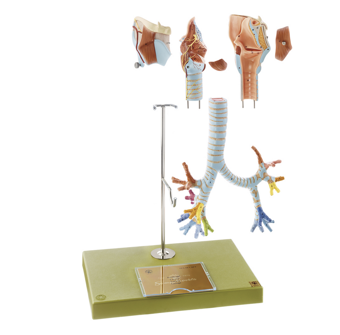 Anatomical model of the larynx with trachea and main bronchi