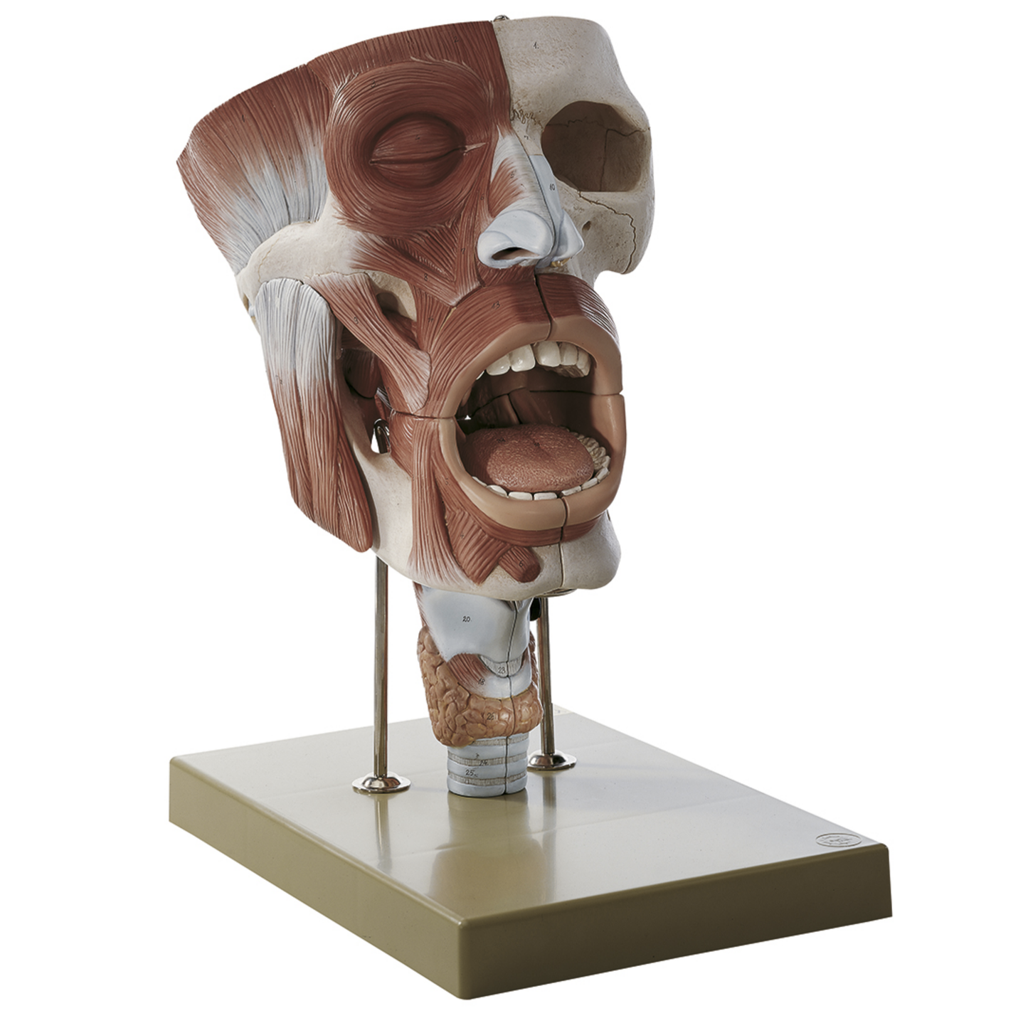 Detailed model of nose, throat and throat in strong magnification