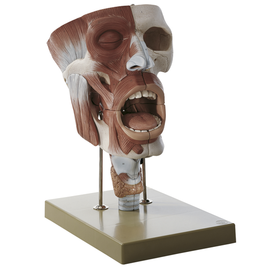 Detaljerad modell av näsa, svalg och svalg i kraftig förstoring