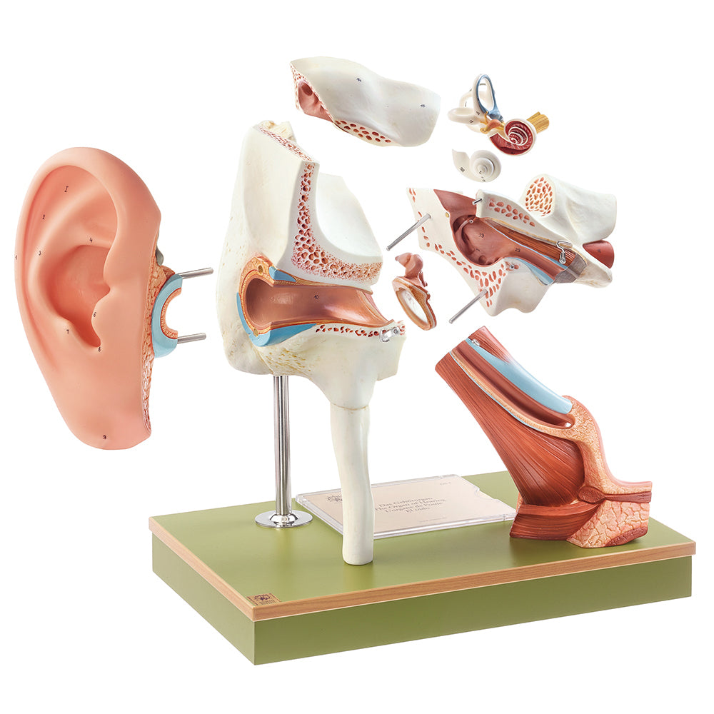 Enlarged ear model with auricula of the highest quality