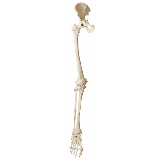 Model of the bones in the lower extremity including the pelvis
