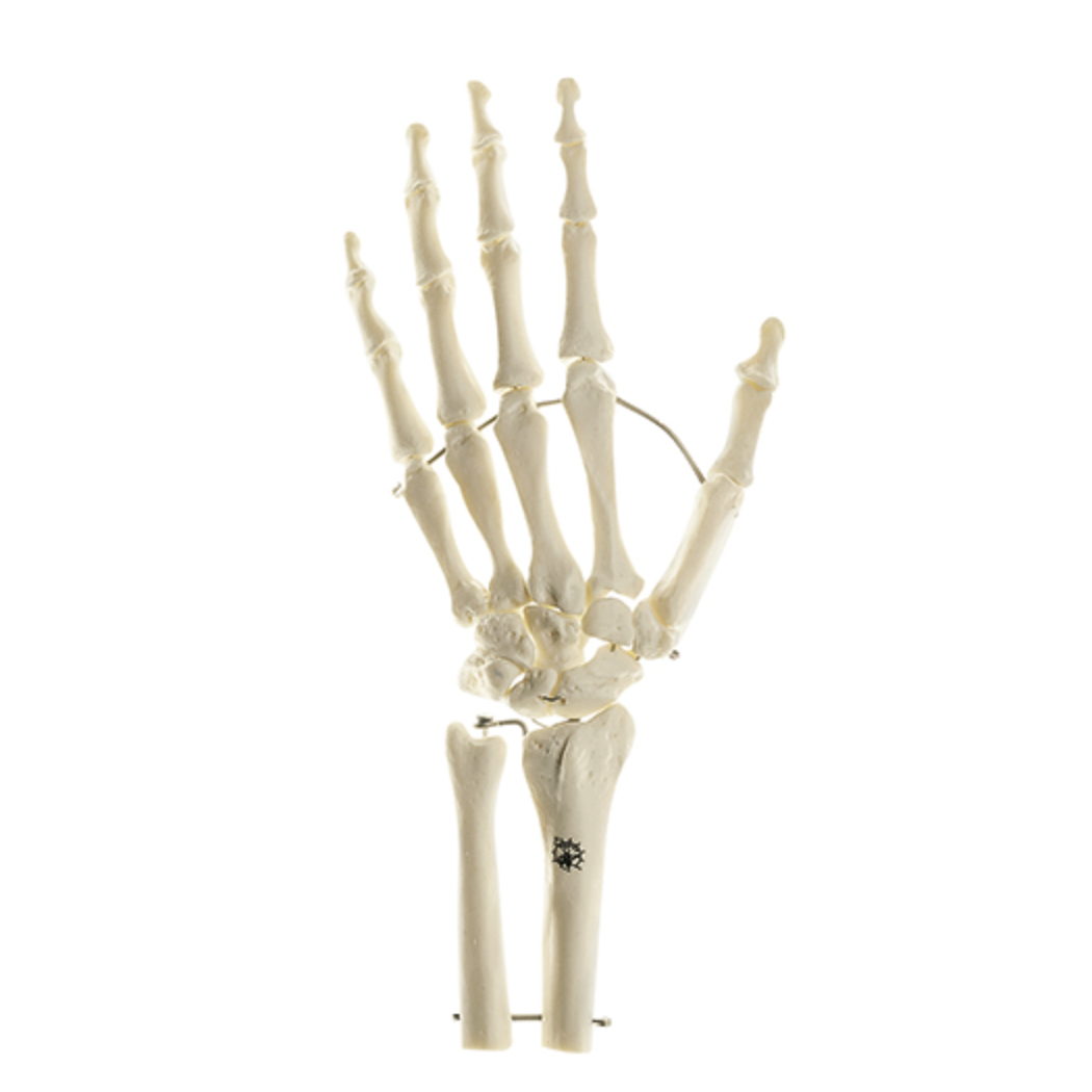 SOMSO Skeletmodel af venstre hånd med del af underarmsknoglerne