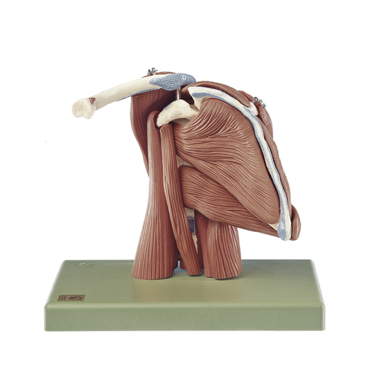 Avancerad axelmodell med alla muskler i axeln - kan delas upp i 10 delar