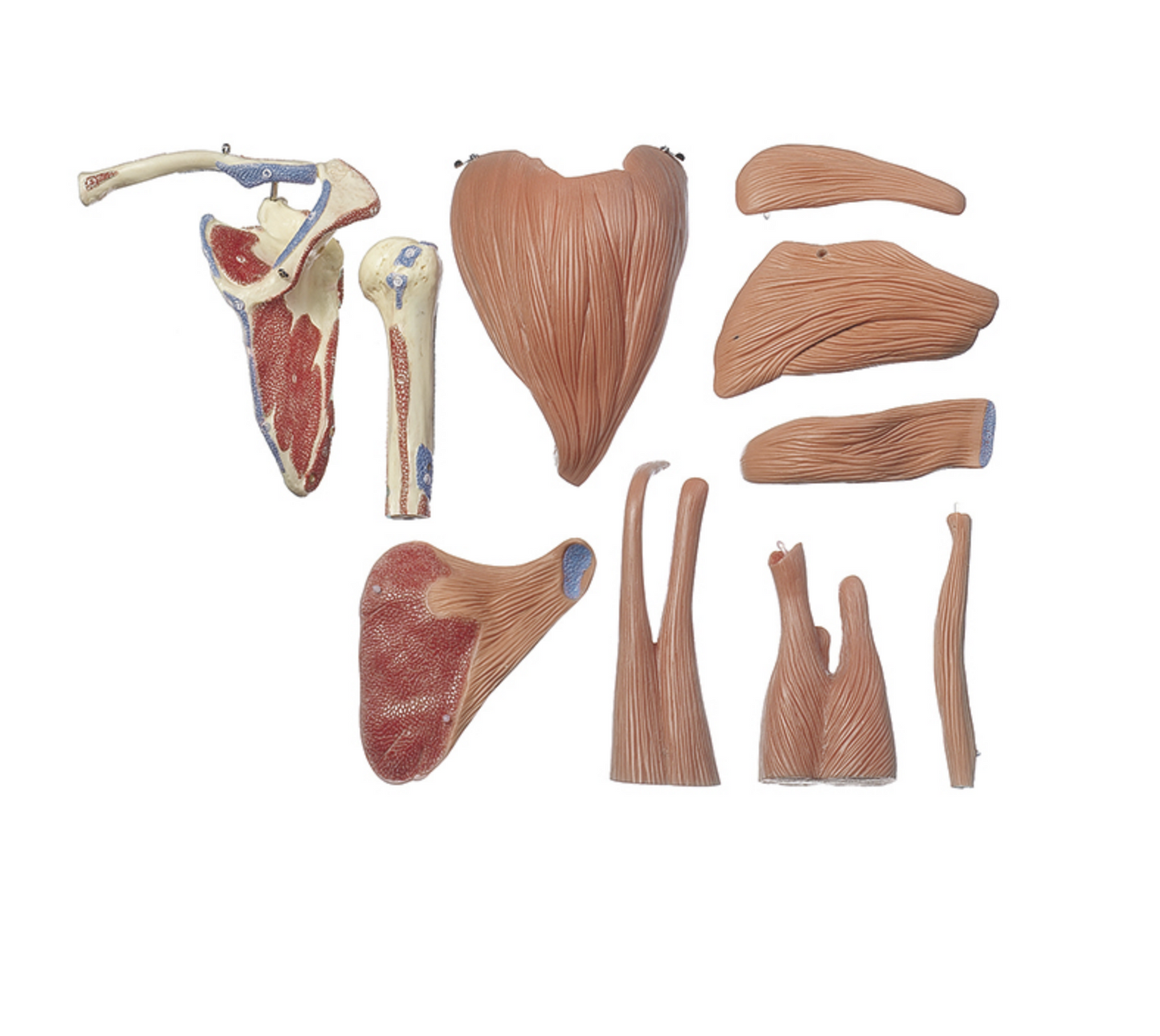 Advanced shoulder model with all muscles in the shoulder - can be separated into 10 parts