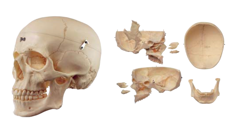 Particularly lifelike skull model in adult size. Can be separated into 9 parts