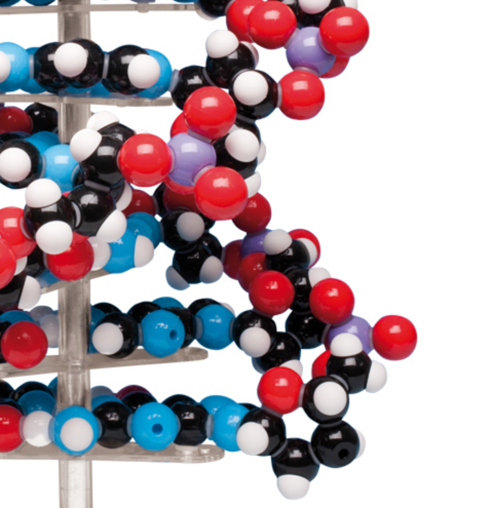 Stor modell av DNA som ett kit som består av pedagogiskt färgade atomer