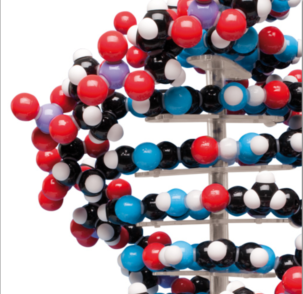 Stor model af DNA som samlesæt opbygget af pædagogisk farvet atomer