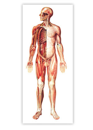 Stor affisch med en stor illustration av nervsystemet (inkl. träremsor) 84 x 200 cm