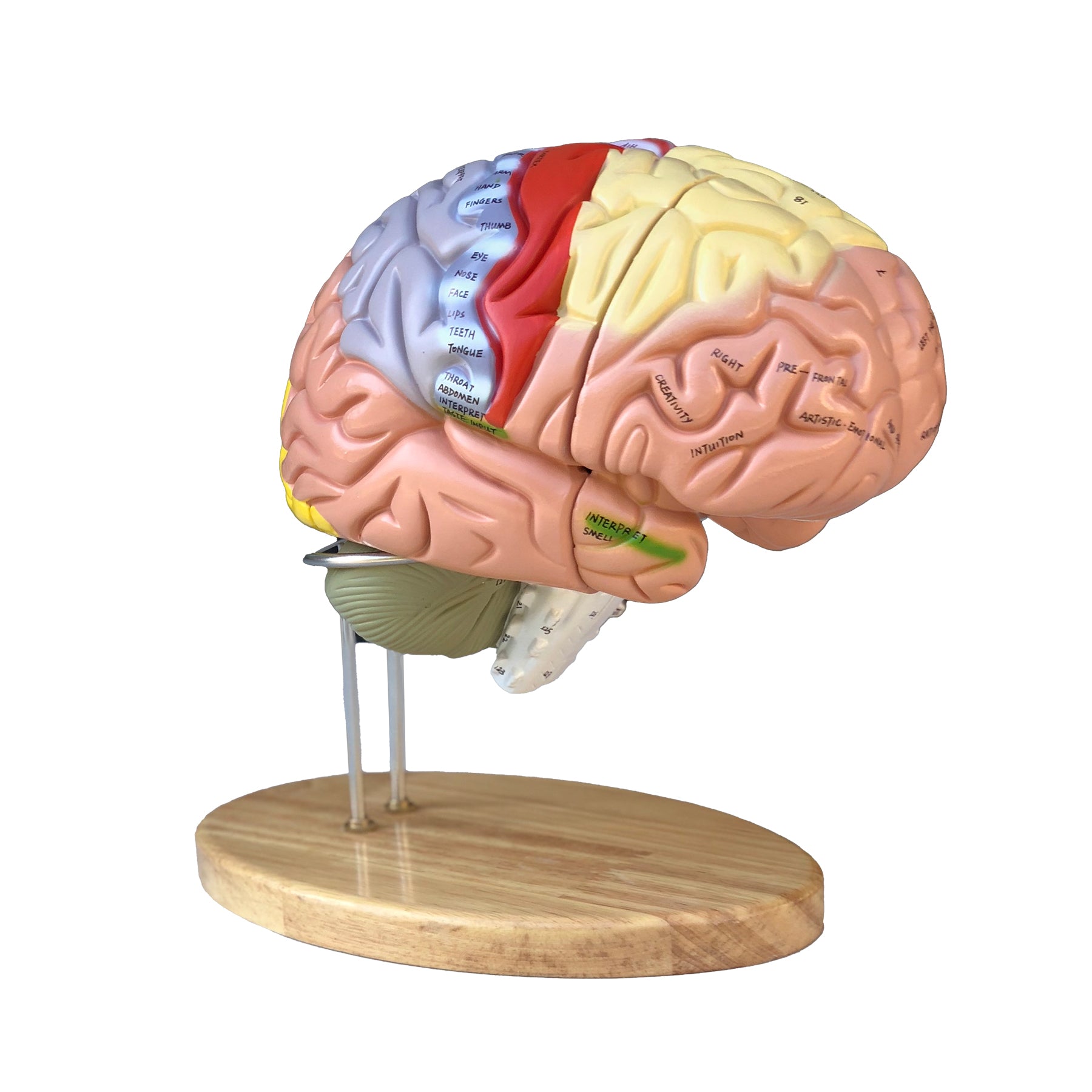 Enlarged brain model with many areas in educational colors – eAnatomi