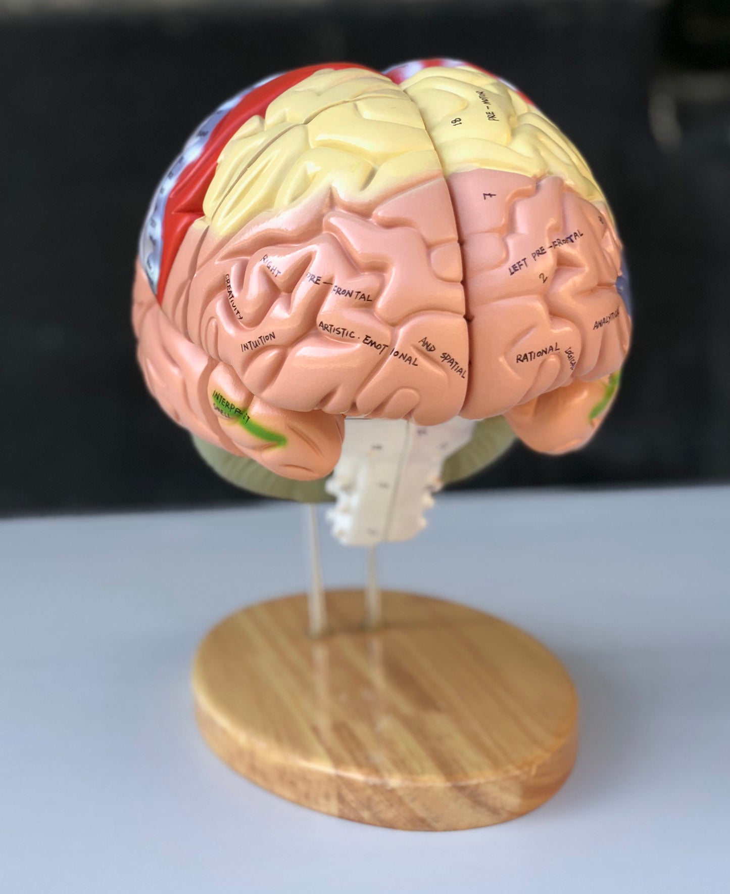 Enlarged brain model with many areas in educational colors. Can be separated into 4 parts