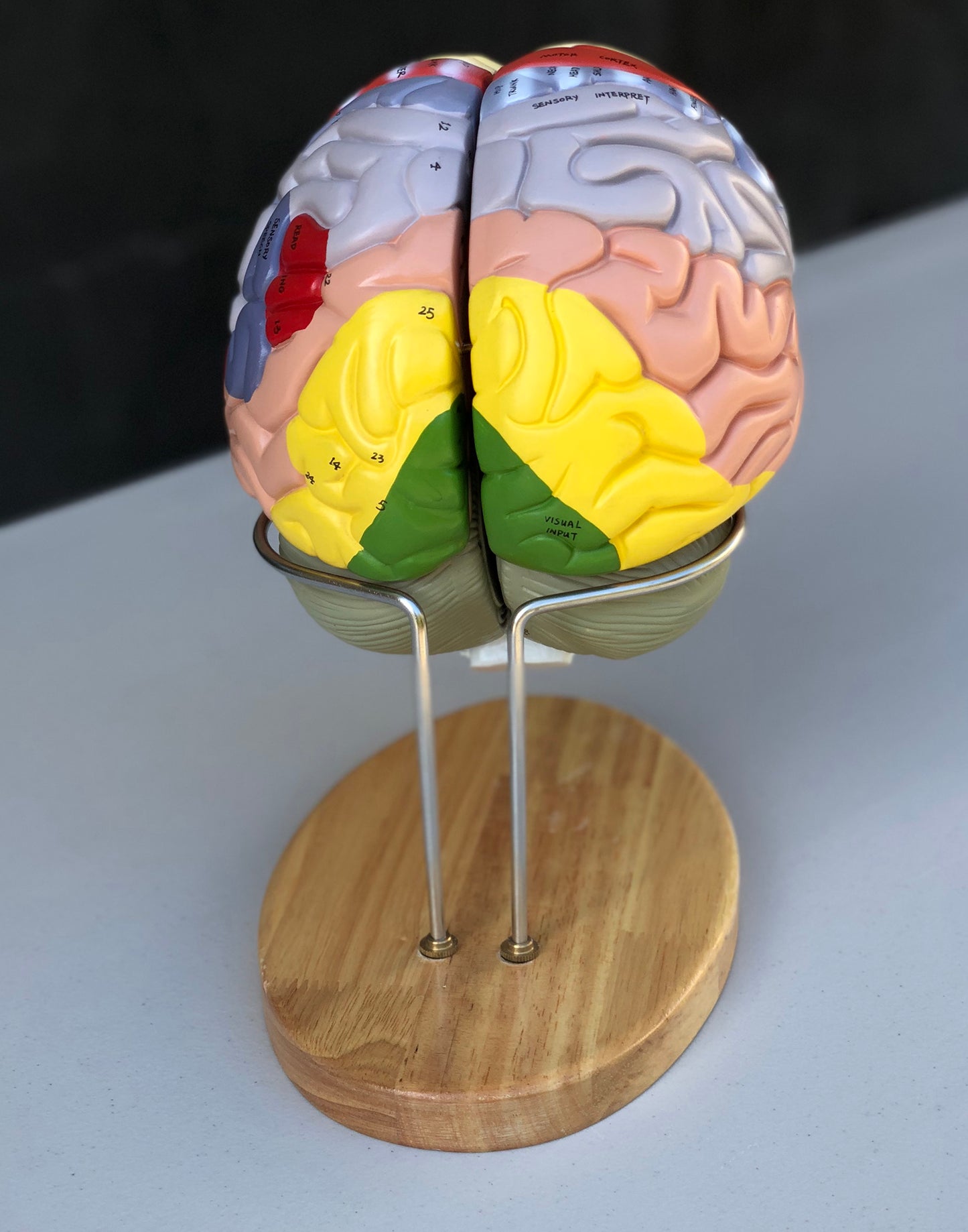 Förstorad hjärnmodell med många områden i pedagogiska färger. Kan delas upp i 4 delar