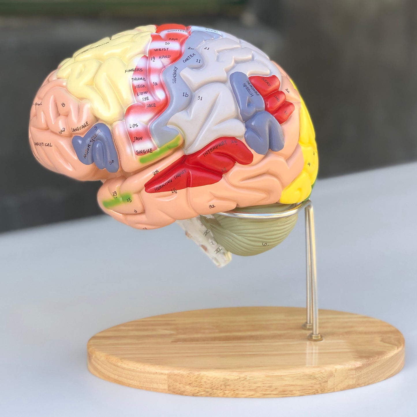 Enlarged brain model with many areas in educational colors. Can be separated into 4 parts
