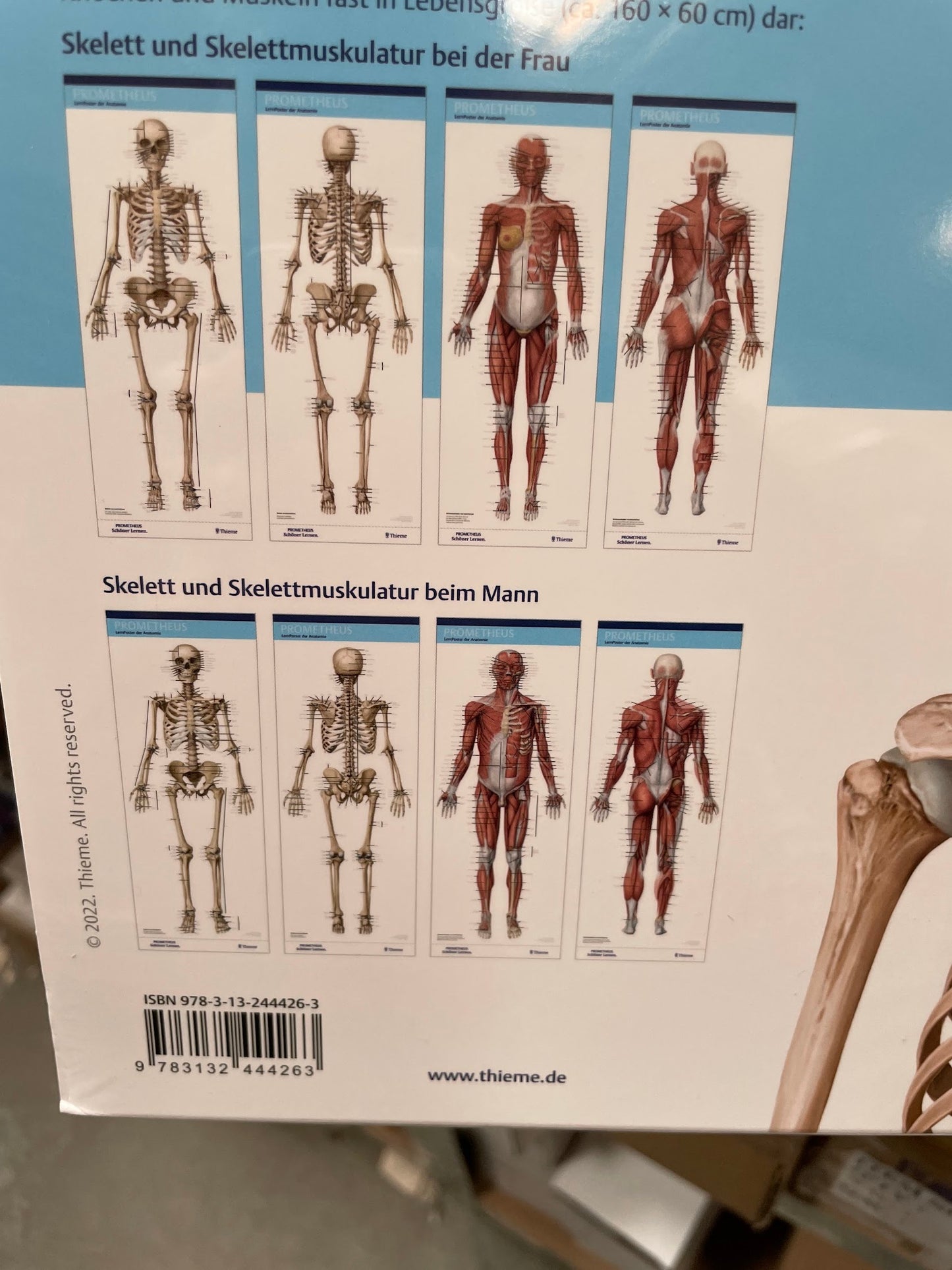 Stort affischset med skelett och muskler hos både män och kvinnor