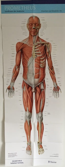 Large poster set with the skeleton and muscles of both male and female