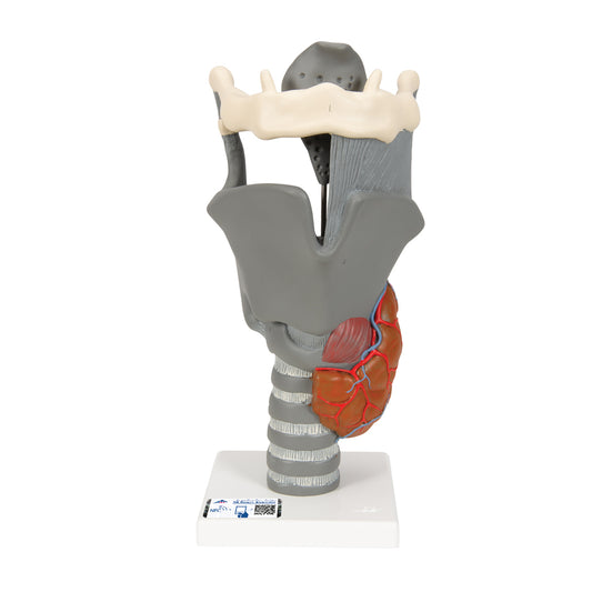 Model of the larynx with movable nasal cartilages and epiglottis