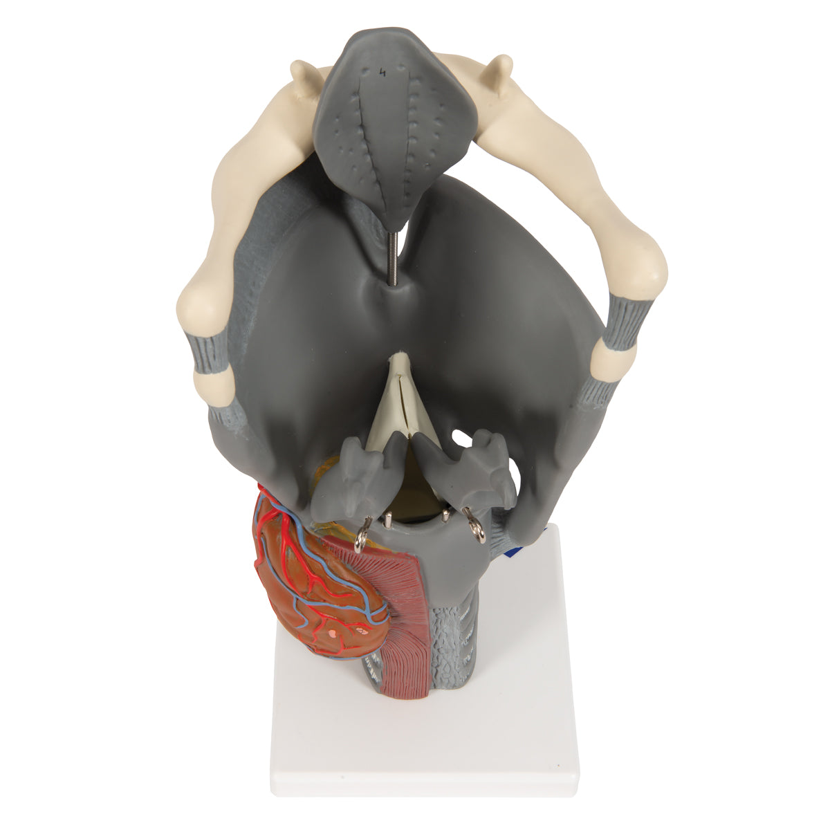 Modell av struphuvudet med rörliga näsbrosk och epiglottis