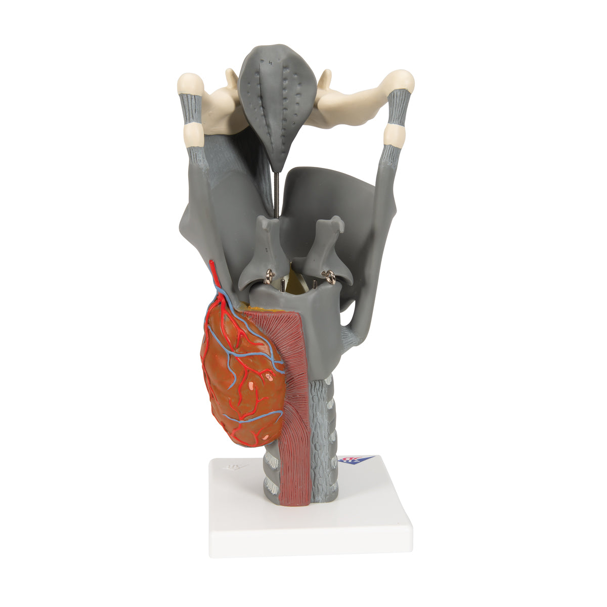 Modell av struphuvudet med rörliga näsbrosk och epiglottis