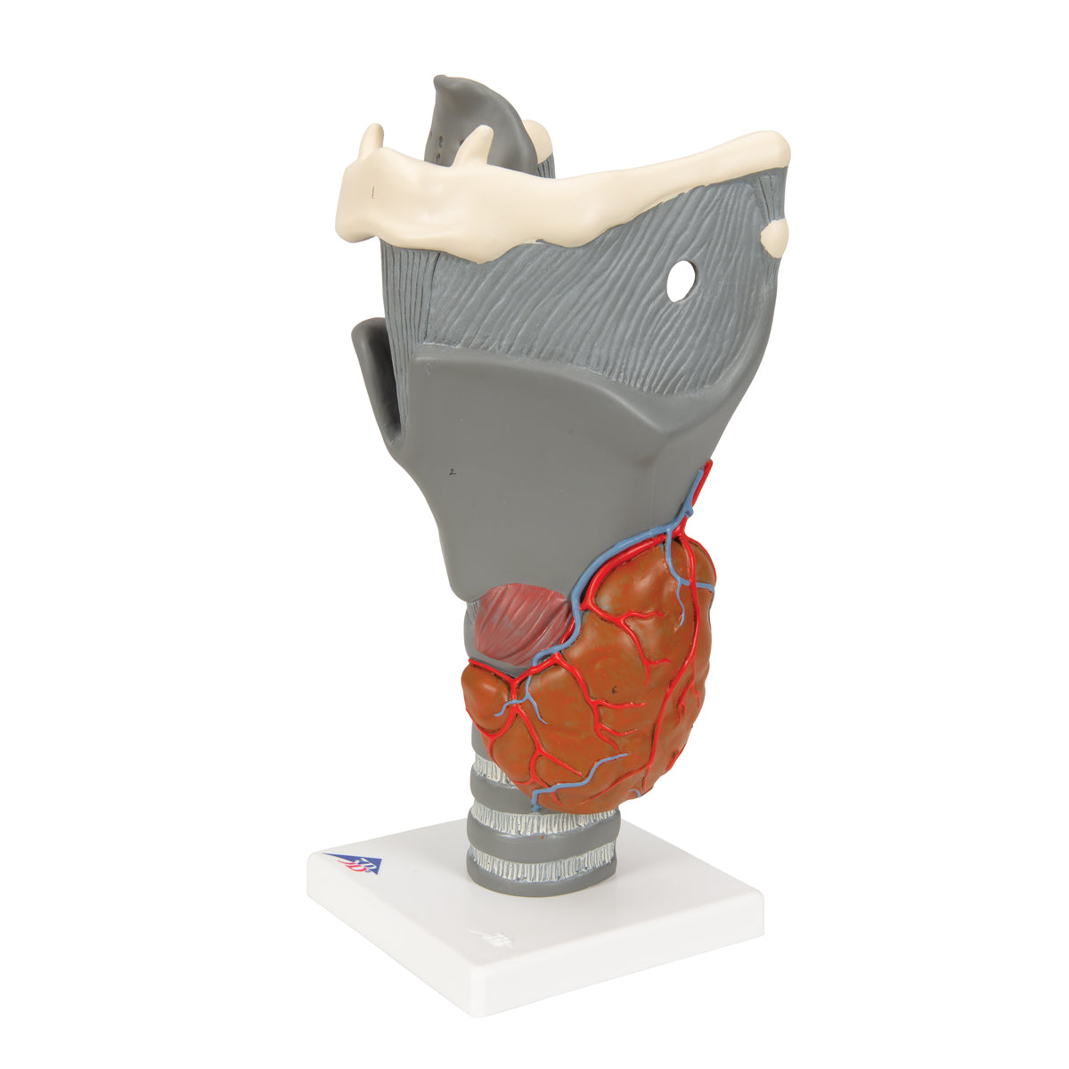 Model af strubehovedet med bevægelige tudbruske og epiglottis