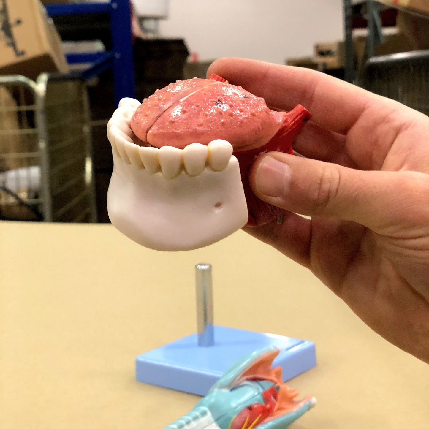 Larynx model with vocal folds and several other tissues. Can be separated into 5 parts