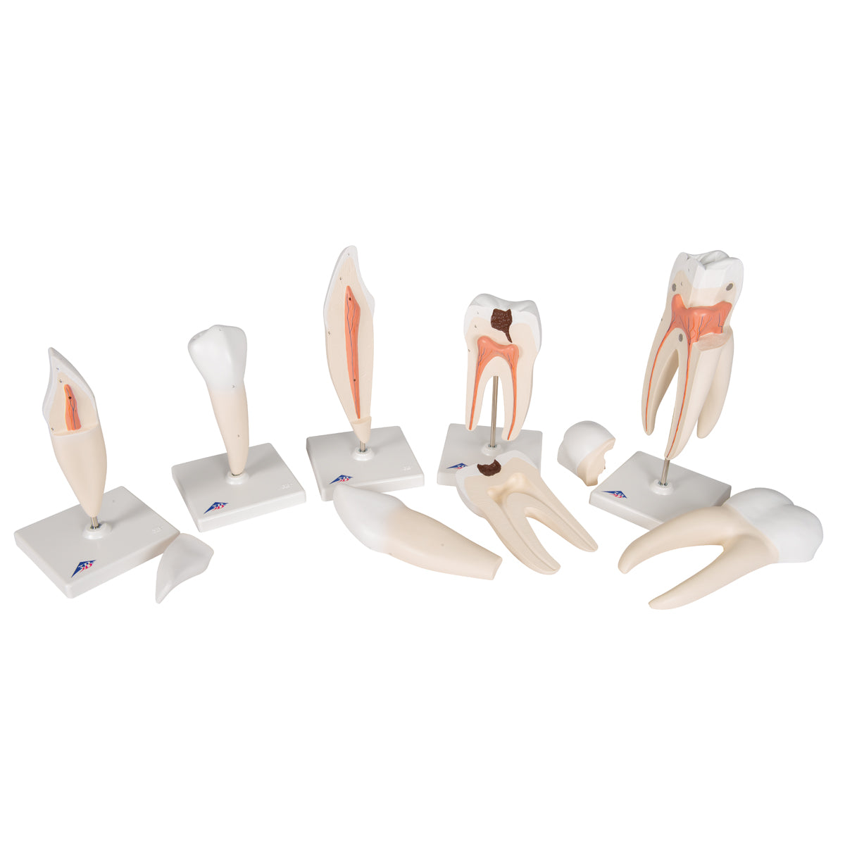 5 forstørrede og forskellige tænder (inkl. caries) præsenteret på hver sin stander