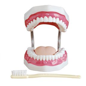 Strongly enlarged and flexible denture/tooth model incl. enlarged toothbrush