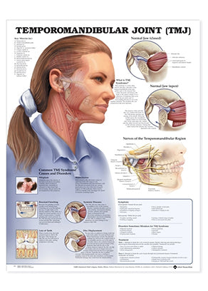 Laminated poster about the temporomandibular joint and its diseases in English (with ring holes)