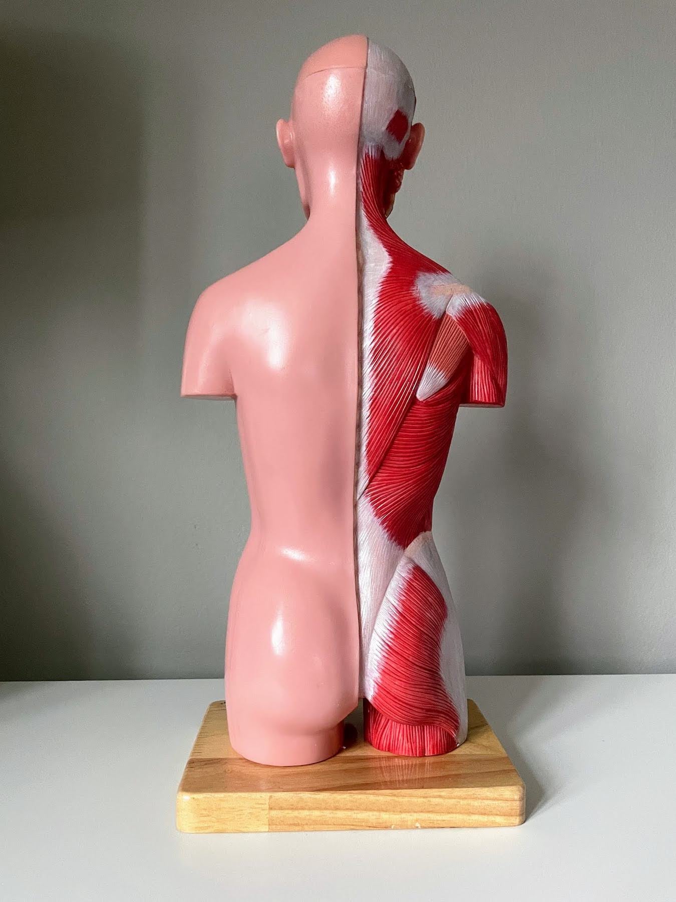 Anatomi model med muskulatur, begge køn og udtagelige organer