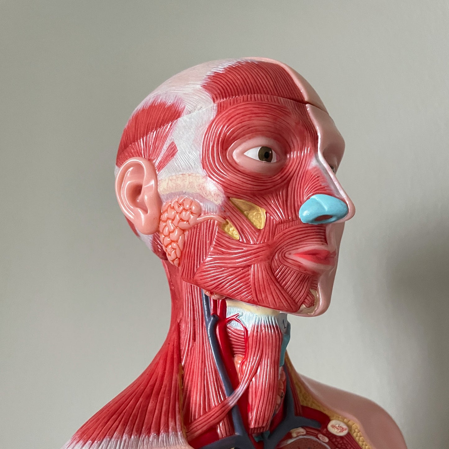 Anatomimodell med muskulatur, båda könen och avtagbara organ