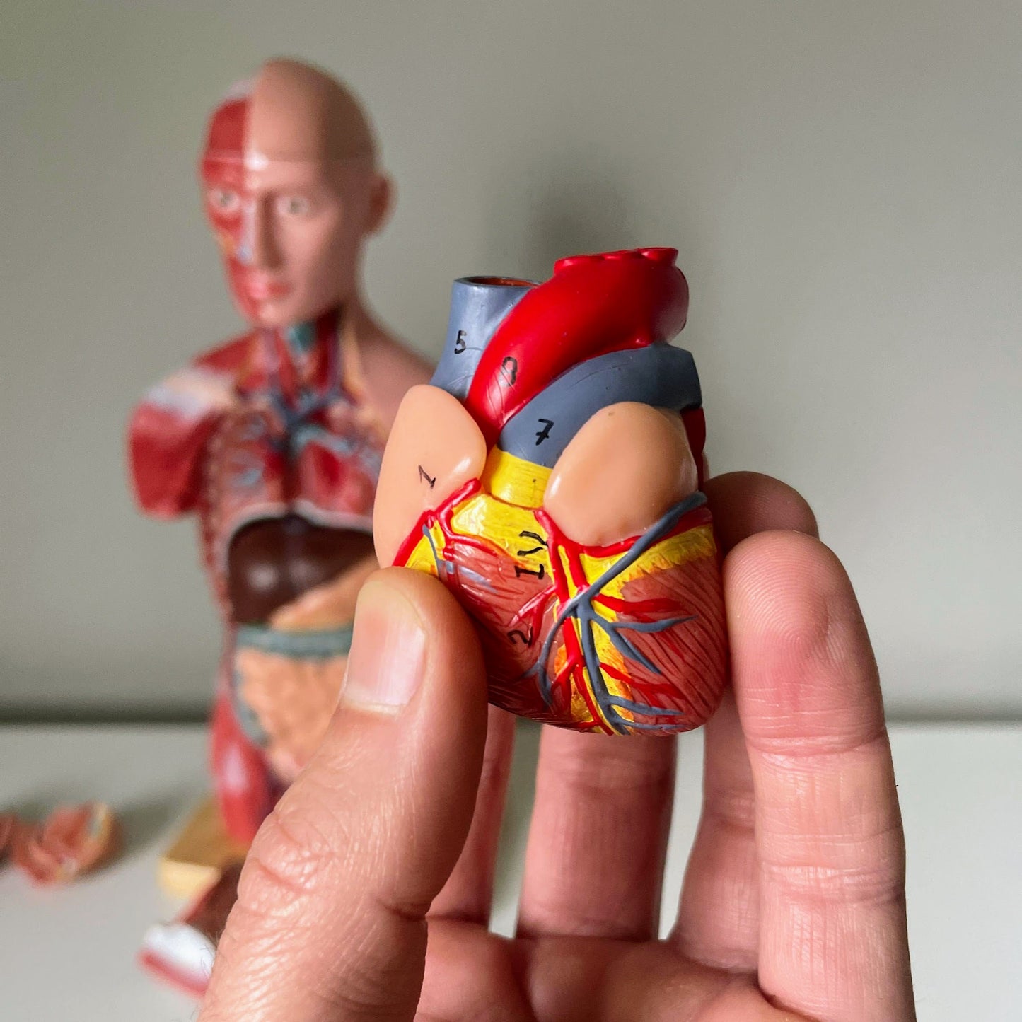 Anatomi model med muskulatur, begge køn og udtagelige organer