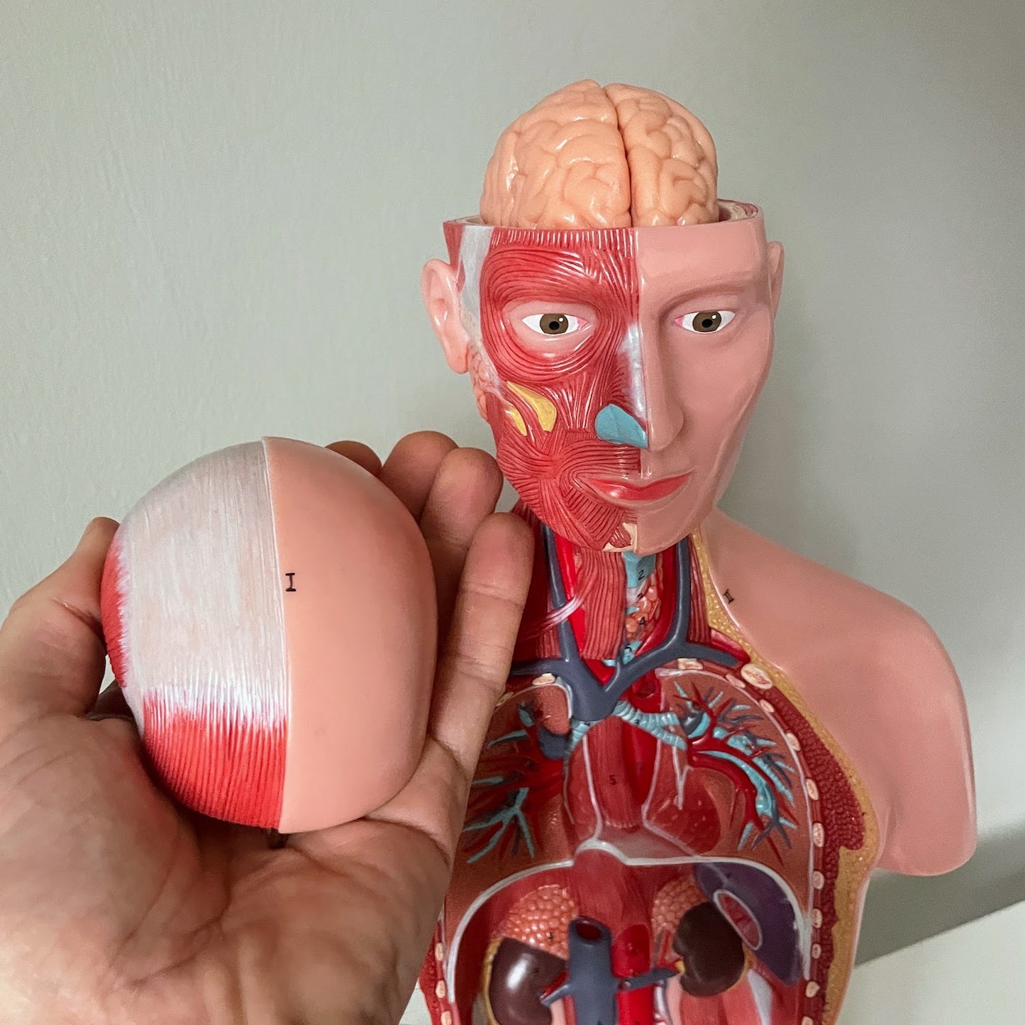 Anatomy model with musculature, both sexes and removable organs