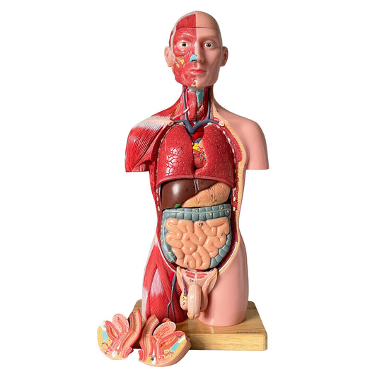 Anatomimodell med muskulatur, båda könen och avtagbara organ