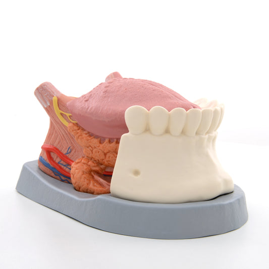 Enlarged tongue model with papillae, 2 salivary glands and a bit of the lower jaw. Can be separated into several parts