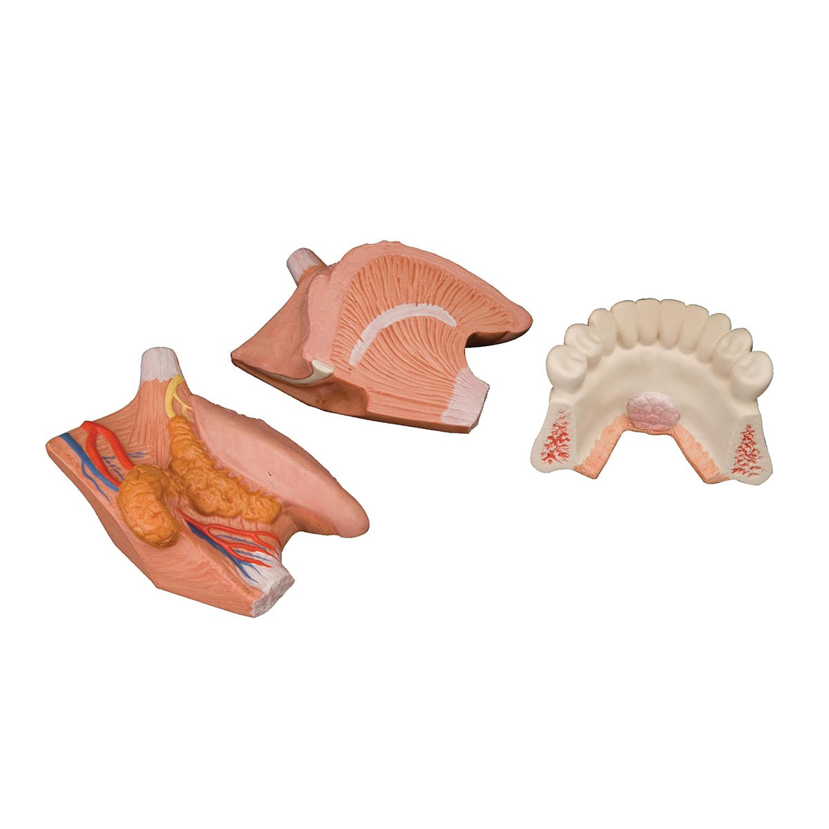 Forstørret tungemodel med papiller, 2 mundspytkirtler og lidt af under-kæben. Kan adskilles i flere dele