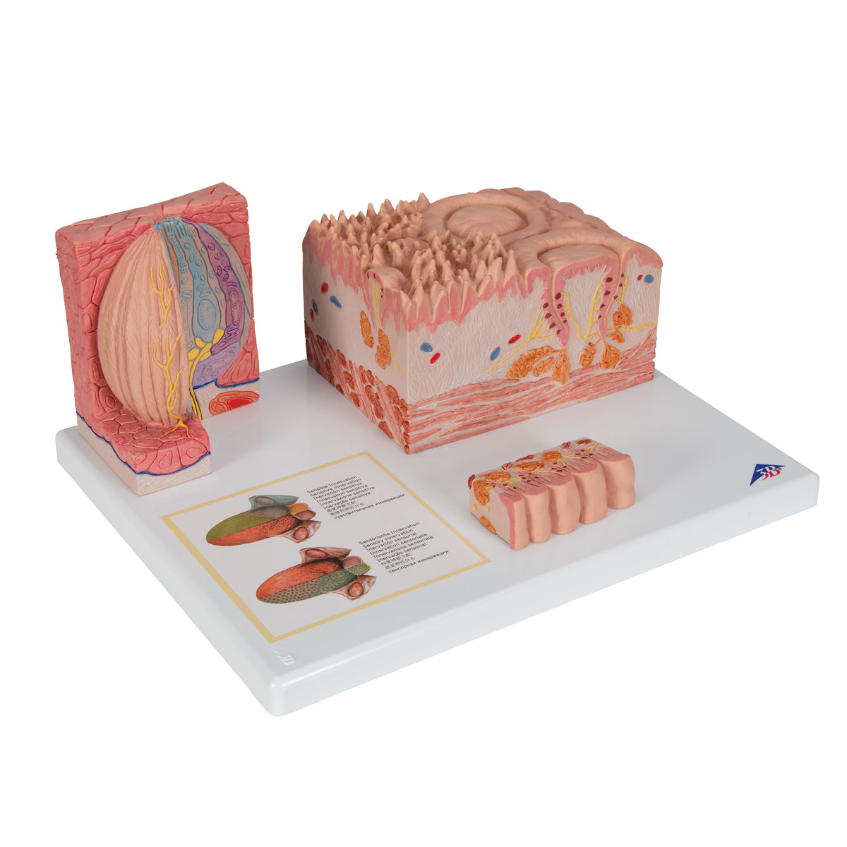 Detailed model of the different tissues of the tongue in a microscopic perspective