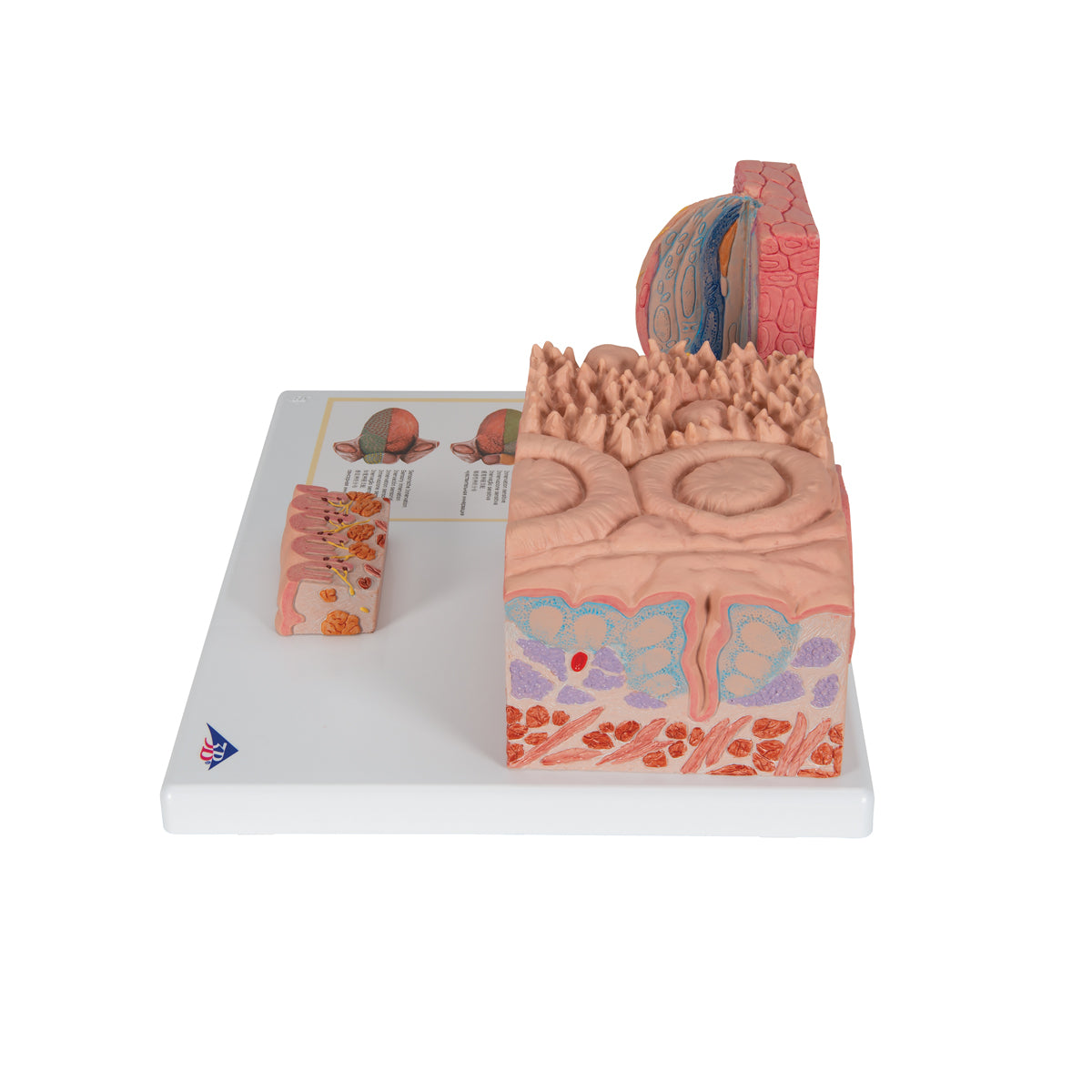 Detaljerad modell av tungans olika vävnader i ett mikroskopiskt perspektiv