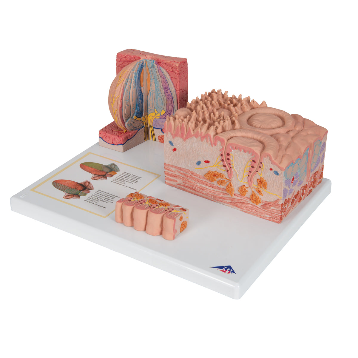 Detailed model of the different tissues of the tongue in a microscopic perspective