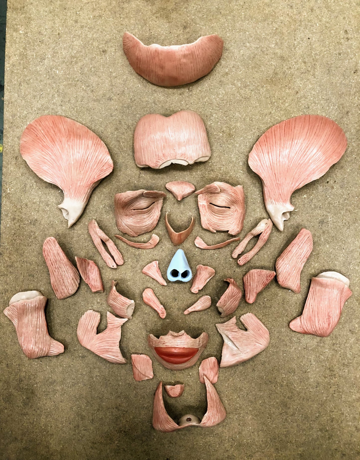 Kraniemodel med 38 aftagelige tygge- og ansigtsmuskler