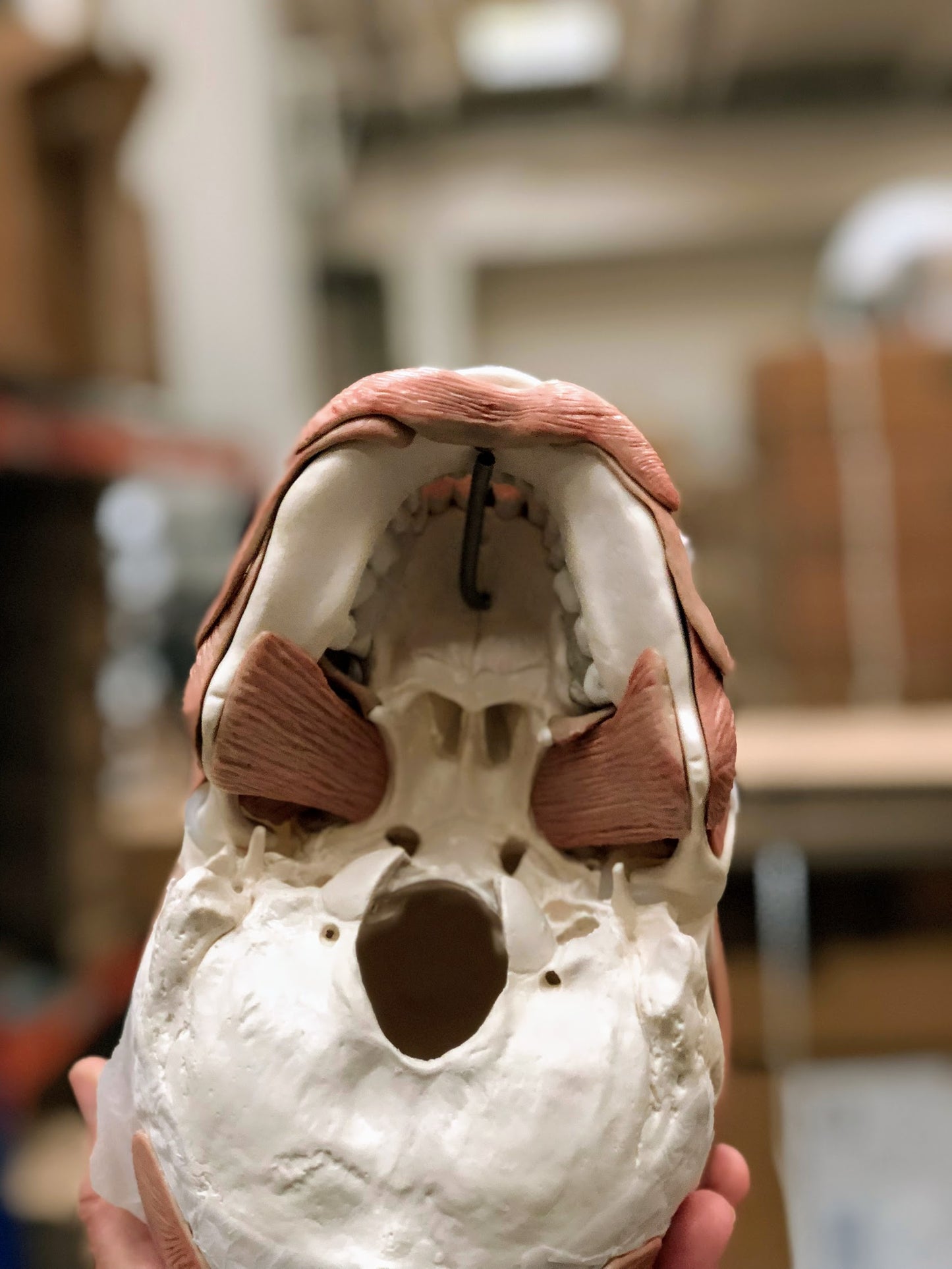 Skull model with 38 removable masticatory and facial muscles